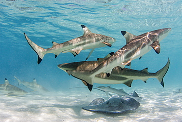 Blacktip reef sharks (Carcharhinus melanopterus) cruising the shallow waters of Moorea, Society Islands, French Polynesia, South Pacific, Pacific