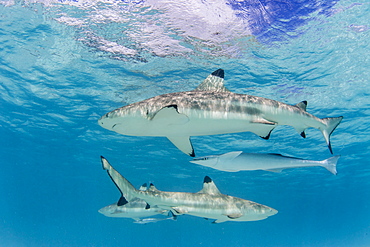 Blacktip reef sharks (Carcharhinus melanopterus), cruising the shallow waters of Moorea, Society Islands, French Polynesia, South Pacific, Pacific