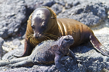 Galapagos marine iguana (Amblyrhynchus cristatus), Fernandina Island, Galapagos Islands, UNESCO World Heritage Site, Ecuador, South America