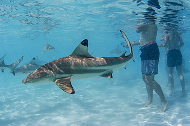 Blacktip reef sharks (Carcharhinus melanopterus) cruising near tourists at Stingray City, Moorea, Society Islands, French Polynesia, South Pacific, Pacific