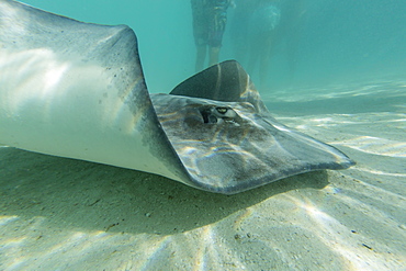 Giant stingray (Dasyatis spp) cruising with tourists in the shallow waters of Stingray City, Society Islands, French Polynesia, South Pacific, Pacific