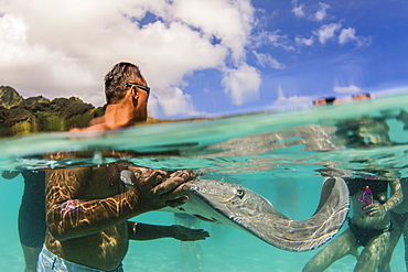 Giant stingray (Dasyatis spp), being fed by local guide in the shallow waters of Stingray City, Society Islands, French Polynesia, South Pacific, Pacific