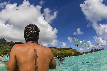 Terns being fed by local guide with back tattoo in the shallow waters of Stingray City, Moorea, Society Islands, French Polynesia, South Pacific, Pacific