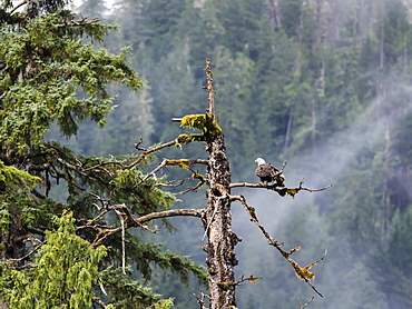 Adult bald eagle, Haliaeetus leucocephalus, Misty Fjords National Monument, Southeast Alaska, United States of America