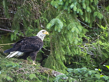 Bald eagle, Haliaeetus leucocephalus, surveying the sea in the Inian Islands, Cross Sound, Southeast Alaska, United States of America