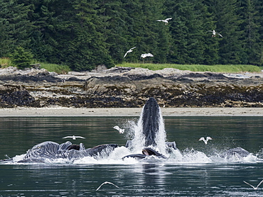 Humpback whales, Megaptera novaeangliae, cooperatively bubble-net feeding in Chatham Strait, Alaska, United States of America