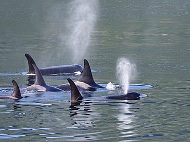 Resident killer whale pod, Orcinus orca, surfacing in Chatham Strait, Southeast Alaska, United States of America