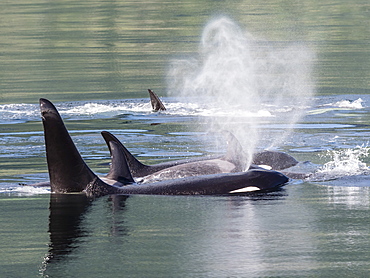 Resident killer whale pod, Orcinus orca, surfacing in Chatham Strait, Southeast Alaska, United States of America