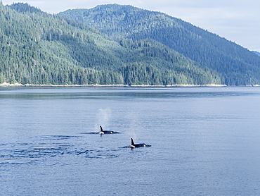 Resident killer whale pod, Orcinus orca, surfacing in Chatham Strait, Southeast Alaska, United States of America