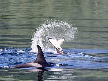 Resident killer whale, Orcinus orca, tail throw in Chatham Strait, Southeast Alaska, United States of America