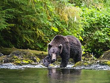 Adult brown bear, Ursus arctos, looking for salmon at Lake Eva, Baranof Island, Southeast Alaska, United States of America