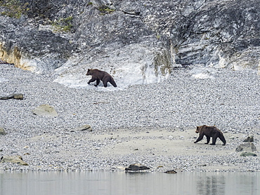 Adult brown bears, Ursus arctos, foraging at low tide in Glacier Bay National Park, Southeast Alaska, United States of America