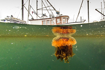 Lion's mane jellyfish, Cyanea capillata, is the largest known species of jellyfish. Petersburg, Southeast Alaska, United States of America