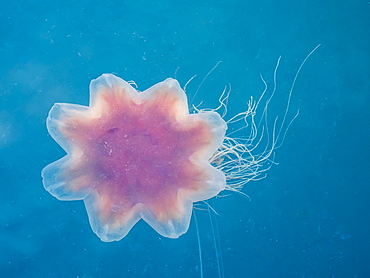 Lion's mane jellyfish, Cyanea capillata, is the largest known species of jellyfish. Petersburg, Southeast Alaska, United States of America