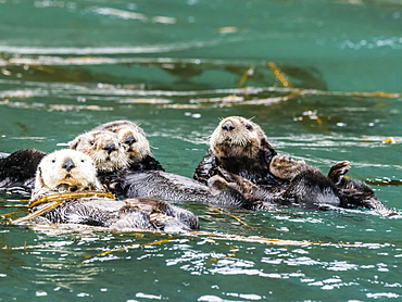 A raft of sea otters, Enhydra lutris, grooming their fur in kelp in the Inian Islands, Southeast Alaska, United States of America