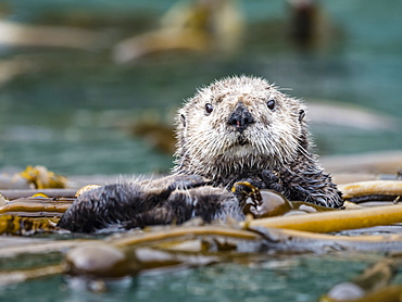 A rafting sea otter, Enhydra lutris, grooming its fur in kelp in the Inian Islands, Southeast Alaska, United States of America