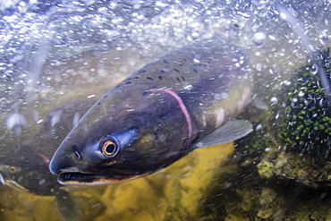 UW view of female pink salmon, Oncorhynchus gorbuscha, in the Indian River spawning near Sitka, Alaska, United States of America