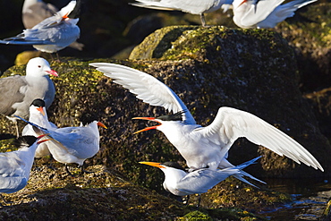 Elegant terns (Thalasseus elegans) mating, Isla Rasa, Gulf of California (Sea of Cortez), Baja California, Mexico, North America