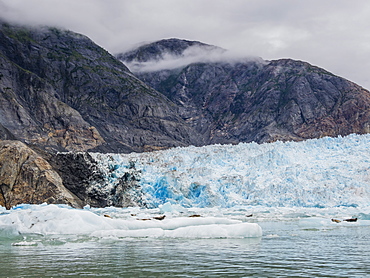 Adult harbour seals, Phoca vitulina, hauled out on ice at South Sawyer Glacier, Tracy Arm, Alaska, United States of America