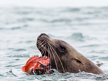 An adult bull Steller sea lion, Eumetopias jubatus, eating a rockfish in the Inian Islands, Southeast Alaska, United States of America