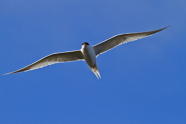 Elegant tern (Thalasseus elegans) in flight, Isla Rasa, Gulf of California (Sea of Cortez), Baja California, Mexico, North America