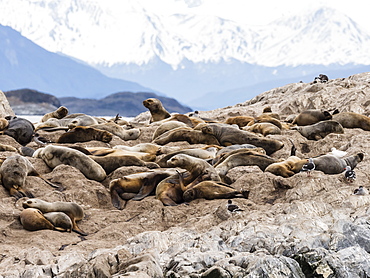 South American sea lions, Otaria flavescens, on a small islet in the Beagle Channel, Ushuaia, Argentina, South America