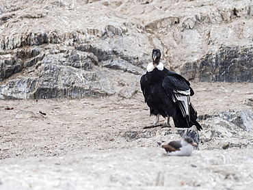 An adult female Andean condor, Vultur gryphus, on small islet in the Beagle Channel, Ushuaia, Argentina, South America