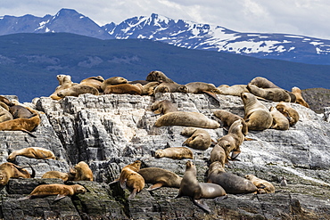 South American sea lions, Otaria flavescens, hauled out on a small islet in the Beagle Channel, Ushuaia, Argentina, South America