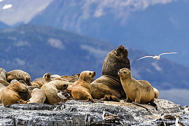 South American sea lions, Otaria flavescens, hauled out on a small islet in the Beagle Channel, Ushuaia, Argentina, South America