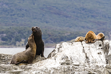 South American sea lion bull, Otaria flavescens, attempting to mate on a small islet in the Beagle Channel, Argentina, South America