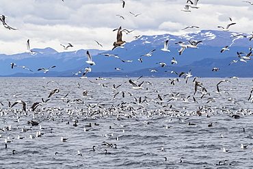 Adult Chilean skua, Stercorarius chilensis, harassing kelp gulls to force regurgitation, Beagle Channel, Argentina, South America