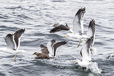 Adult Chilean skua, Stercorarius chilensis, harassing kelp gulls to force regurgitation, Beagle Channel, Argentina, South America