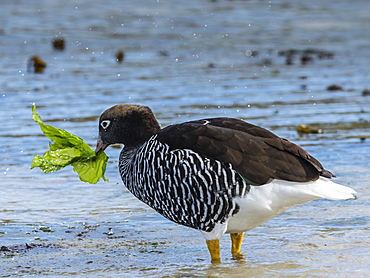 Adult female kelp goose, Chloephaga hybrida, feeding on kelp at low tide at West Point Island, Falkland Islands, South Atlantic Ocean