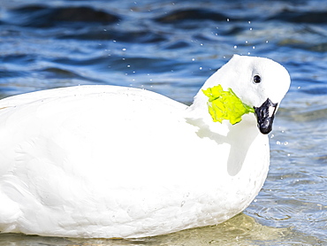 Adult male kelp goose, Chloephaga hybrida, feeding on kelp at low tide at West Point Island, Falkland Islands, South Atlantic Ocean