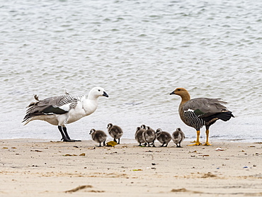 A pair of upland geese, Chloephaga picta, with goslings on New Island, Falkland Islands, South Atlantic Ocean