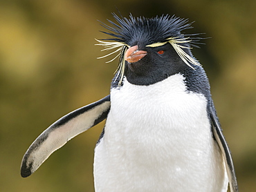 An adult Southern rockhopper penguin, Eudyptes chrysocome, at rookery on New Island, Falkland Islands, South Atlantic Ocean
