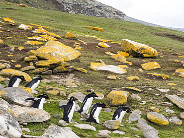 Southern rockhopper penguins, Eudyptes chrysocome, at rookery on Saunders Island, Falkland Islands, South Atlantic Ocean