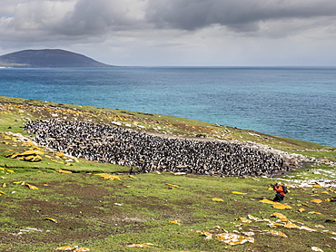 Southern rockhopper penguins, Eudyptes chrysocome, with photographer on Saunders Island, Falkland Islands, South Atlantic Ocean