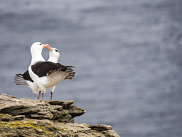 Black-browed albatross, Thalassarche melanophris, courtship display on New Island, Falkland Islands, South Atlantic Ocean