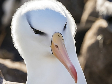 Black-browed albatross, Thalassarche melanophris, at breeding colony on New Island, Falkland Islands, South Atlantic Ocean