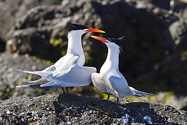 Elegant terns (Thalasseus elegans), Isla Rasa, Gulf of California (Sea of Cortez), Baja California, Mexico, North America