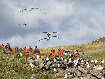 Black-browed albatross, Thalassarche melanophris, in flight near tourists on West Point Island, Falkland Islands, South Atlantic Ocean