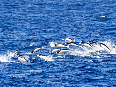 A pod of Southern right whale dolphins, Lissodelphis peronii, travelling at high speed, Southern Atlantic Ocean.