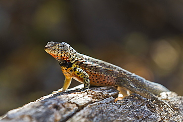 Lava lizard (Microlophus spp), Santa Cruz Island, Galapagos Islands, UNESCO World Heritage Site, Ecuador, South America