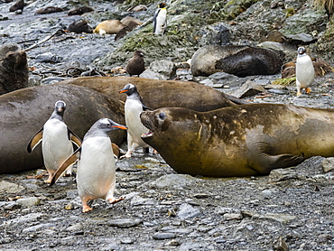 Adult gentoo penguins, Pygoscelis papua, amongst elephant seals at Elsehul, South Georgia Island, Atlantic Ocean