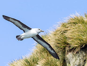 Adult grey-headed albatross, Thalassarche chrysostoma, in flight at Elsehul, South Georgia Island, Atlantic Ocean