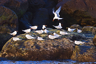 Elegant terns (Thalasseus elegans), Isla Rasa, Gulf of California (Sea of Cortez), Baja California, Mexico, North America