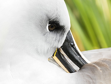 Adult grey-headed albatross, Thalassarche chrysostoma, on nest on tussock grass at Elsehul, South Georgia Island, Atlantic Ocean