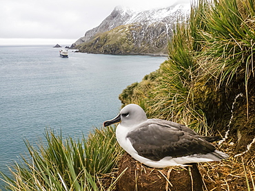 Adult grey-headed albatross, Thalassarche chrysostoma, on nest on tussock grass at Elsehul, South Georgia Island, Atlantic Ocean