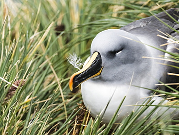 Adult grey-headed albatross, Thalassarche chrysostoma, on nest on tussock grass at Elsehul, South Georgia Island, Atlantic Ocean